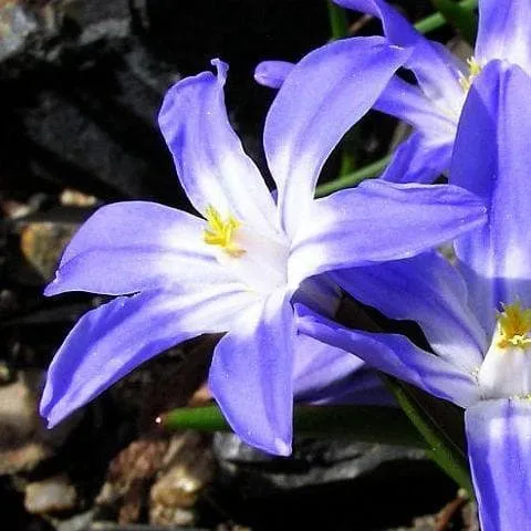 Chionodoxa luciliae