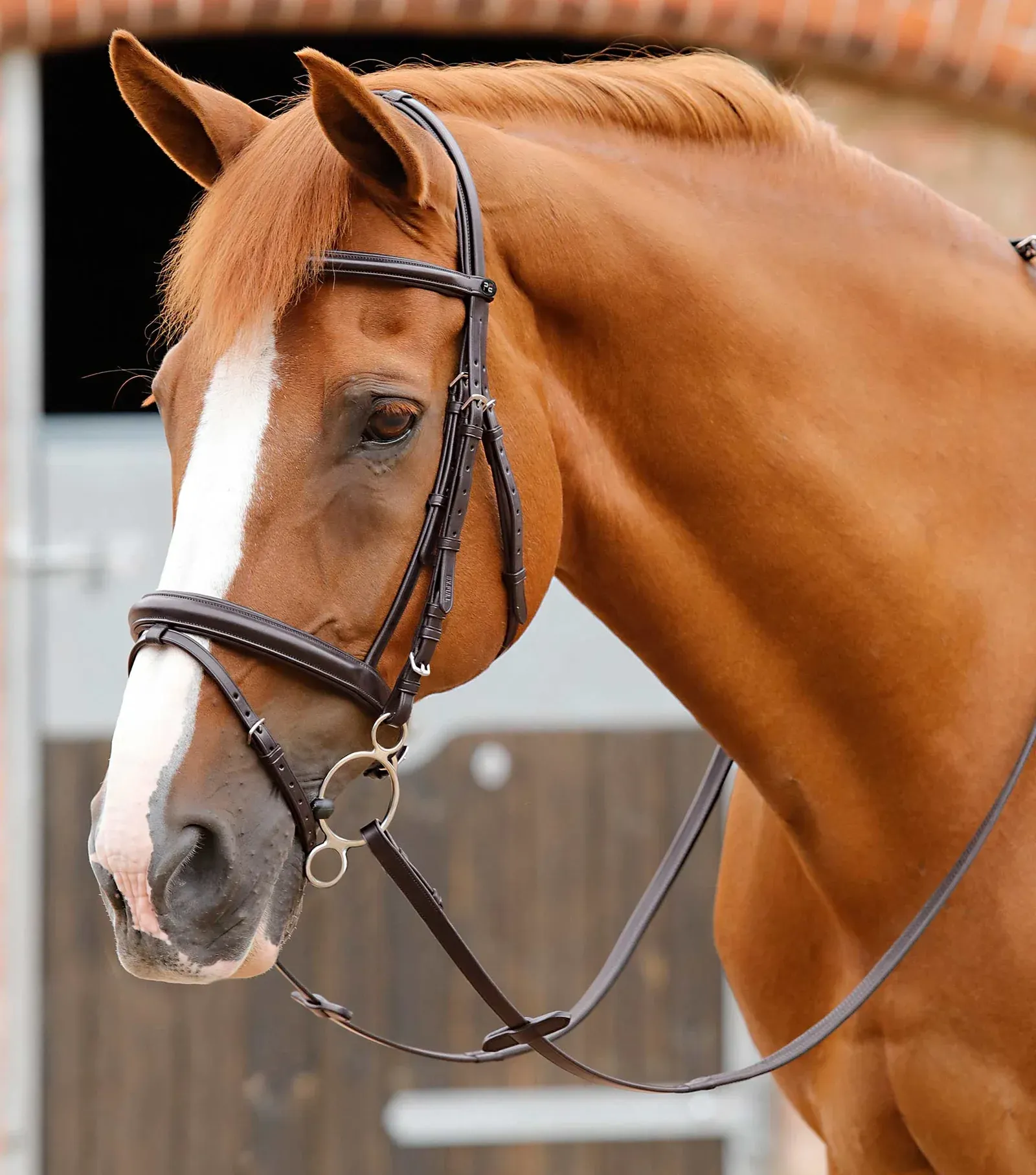 PEI Delizioso Anatomic Bridle