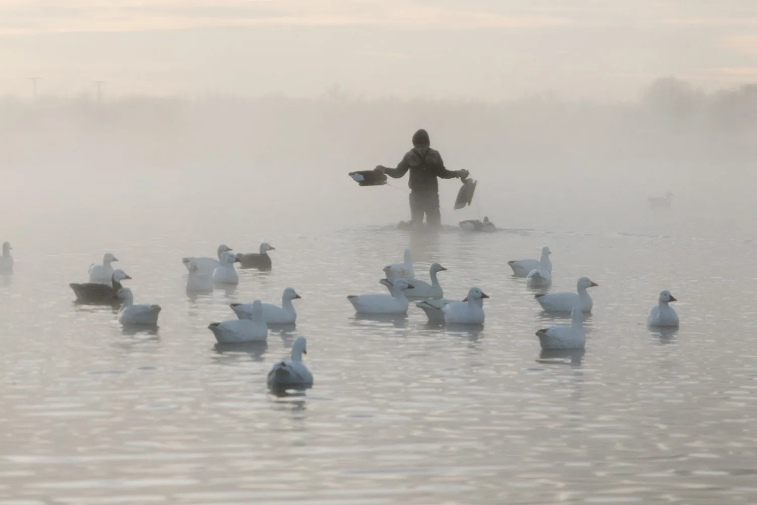 Snow Goose Floater