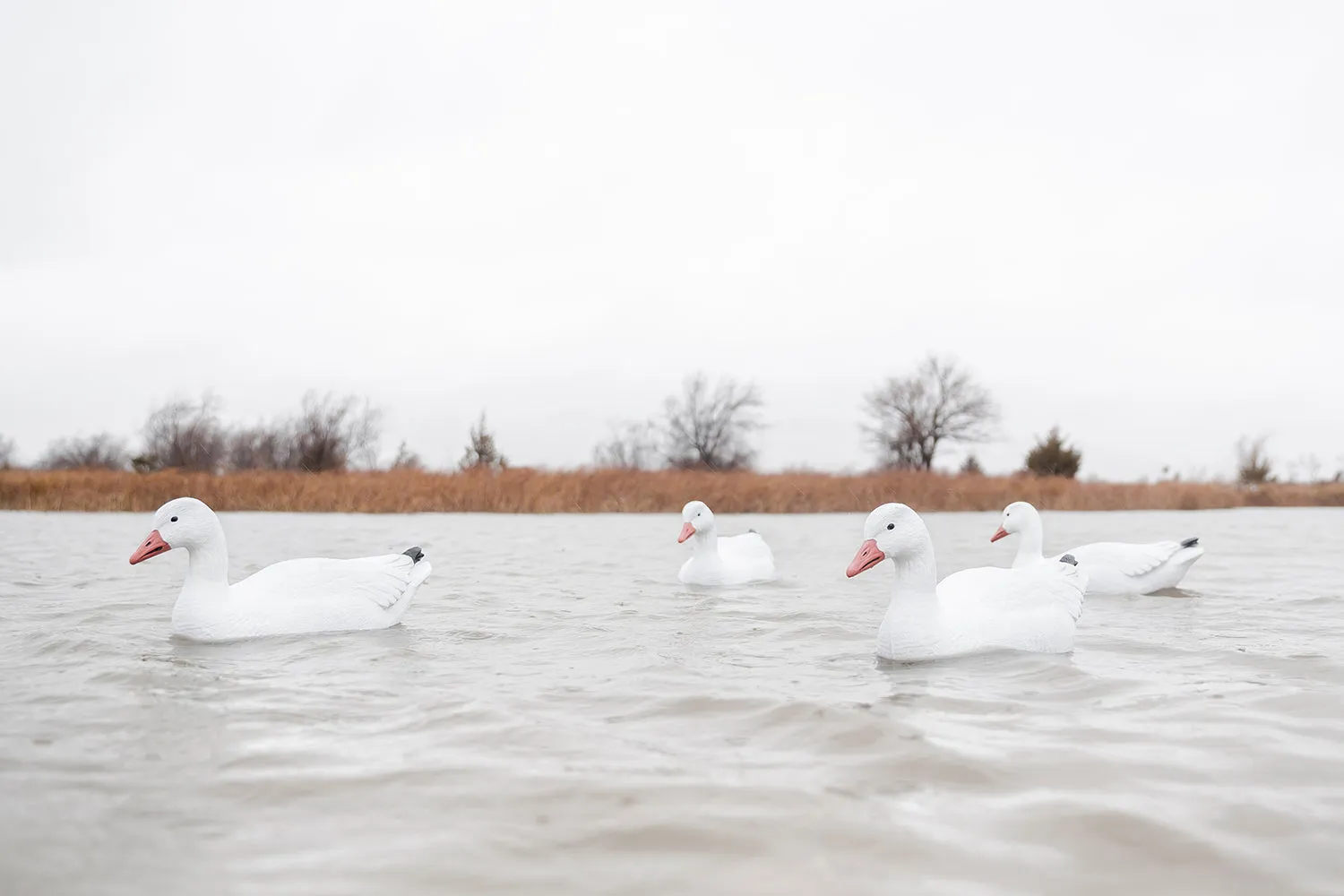 Snow Goose Floater